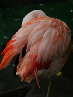 フラミンゴ