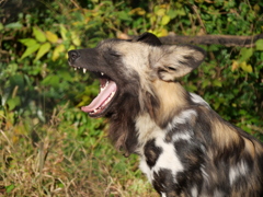 リカオン＿あくび