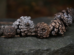 並べてありました＿ローキーフィルター