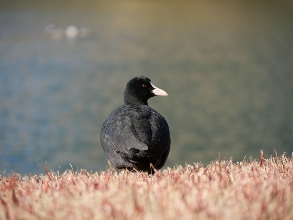 オオバン＿気配を覚られました
