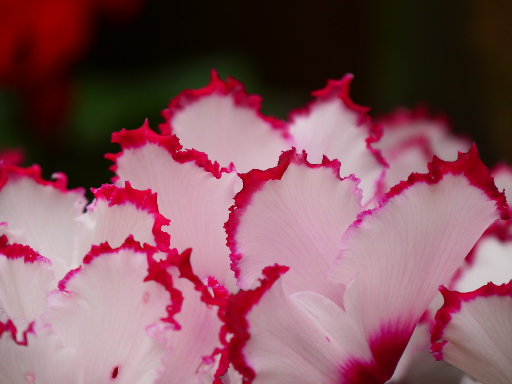 フリル咲きパンジー