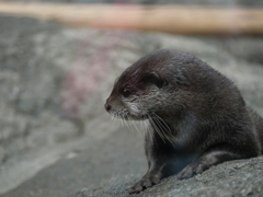 カワウソ＿東京＿上野動物園