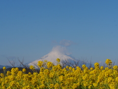 菜の花と富士山