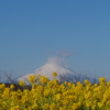 菜の花と富士山