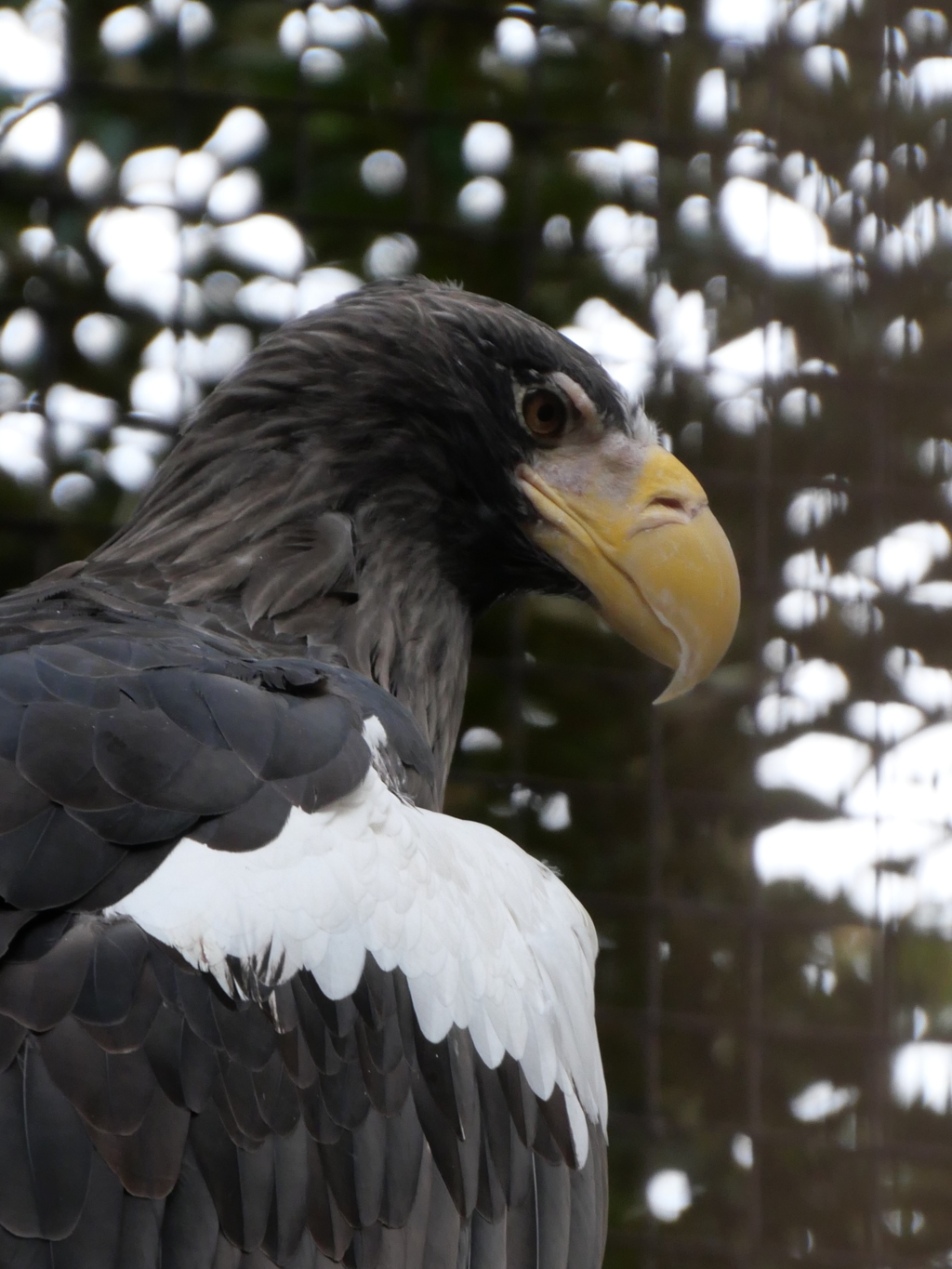 オオワシ＿上野動物園