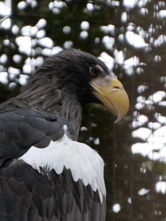オオワシ＿上野動物園