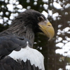 オオワシ＿上野動物園