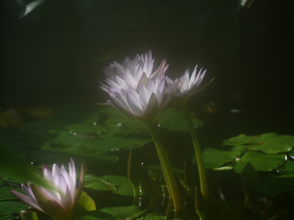 蓮＿温室でレンズ曇り