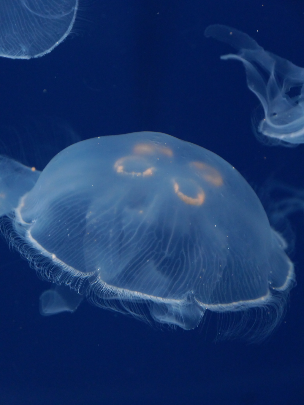 くらげ＿葛西臨海公園水族園＿東京