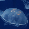 くらげ＿葛西臨海公園水族園＿東京