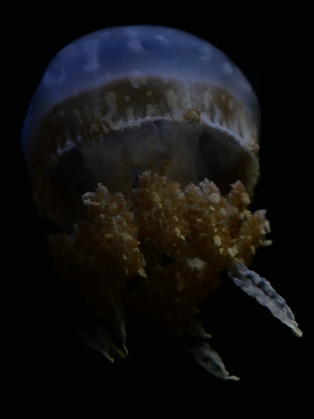 パシフィックシーネットル