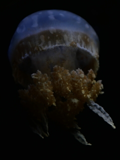 パシフィックシーネットル