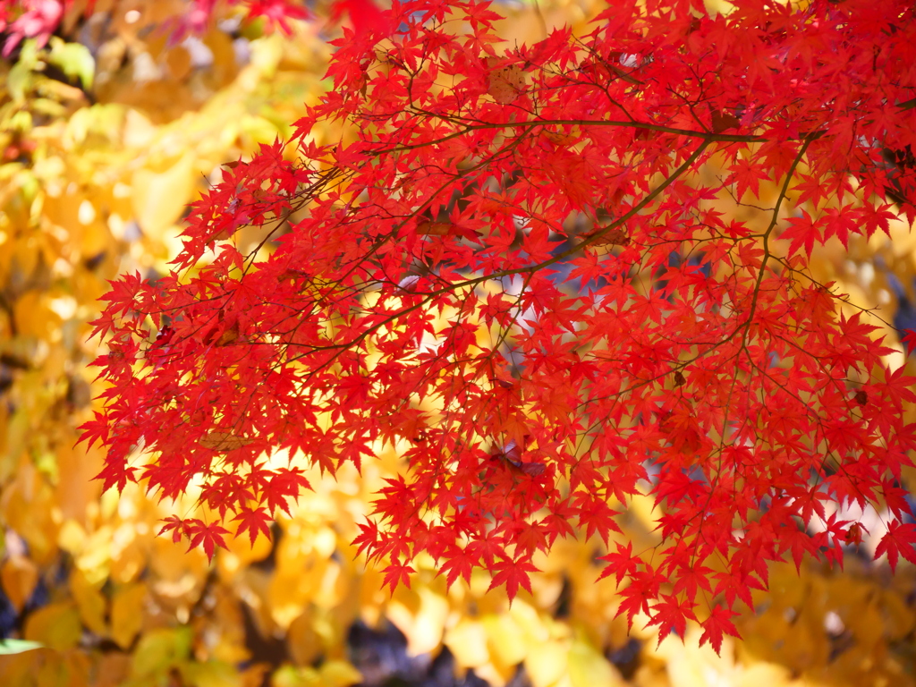 紅葉
