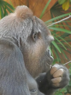 デジタルズーム×4の参考画像1