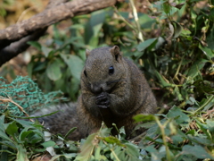 リス＿東京＿町田リス園