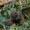 リス＿東京＿町田リス園