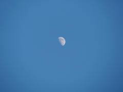 昼間の月