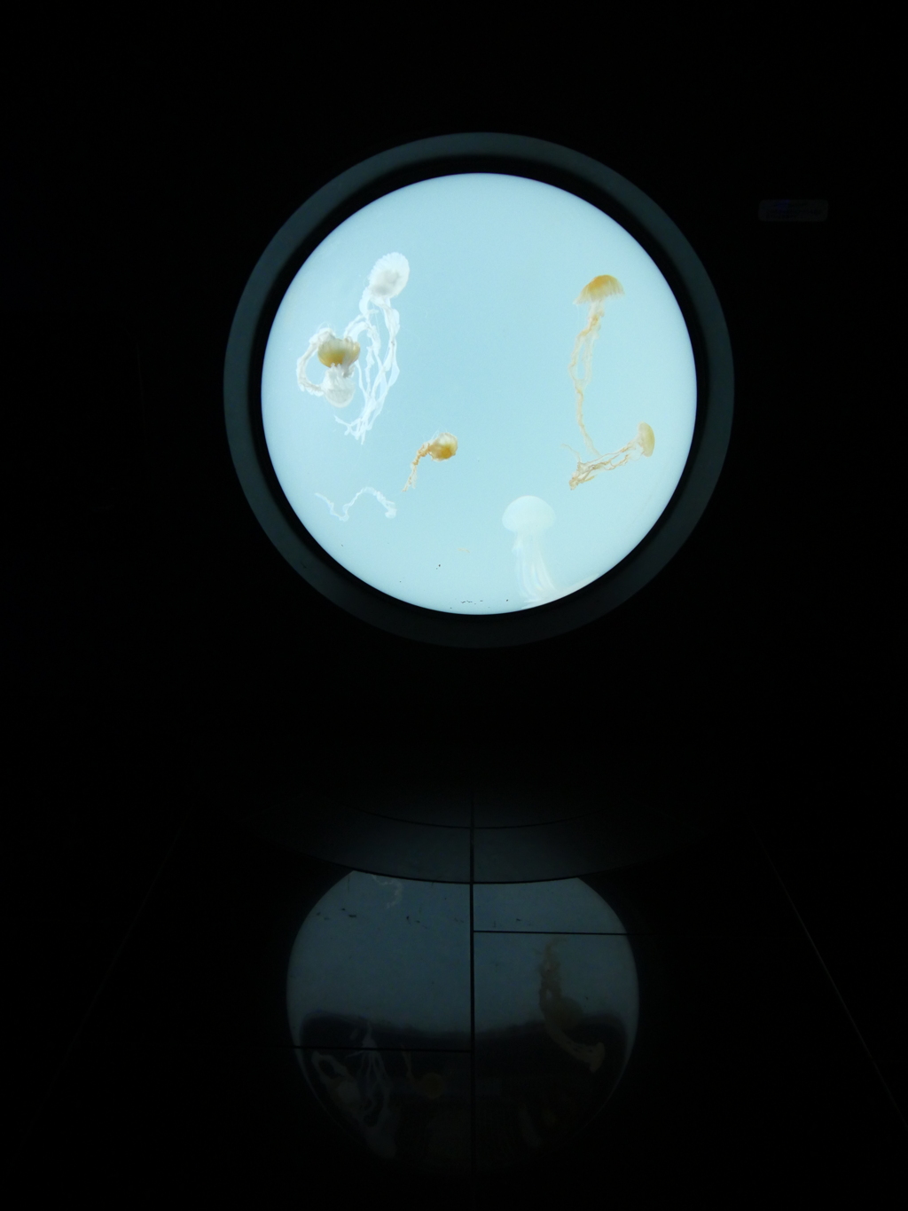 クラゲの水槽