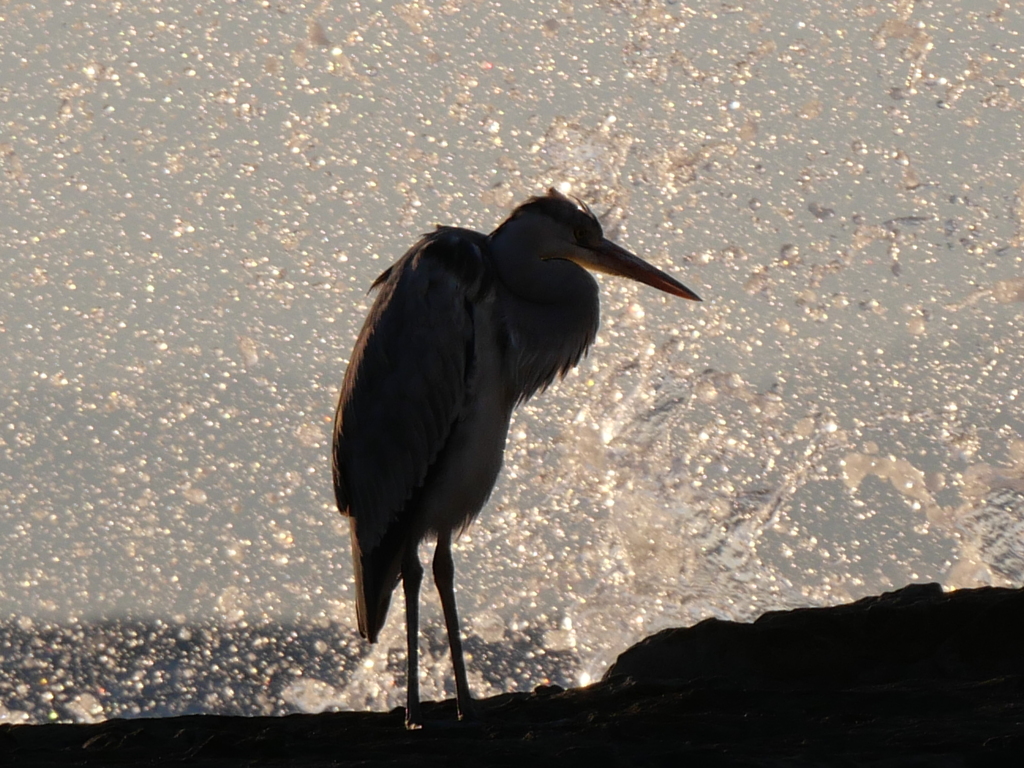 アオサギと波しぶき＿デジタルズーム4倍