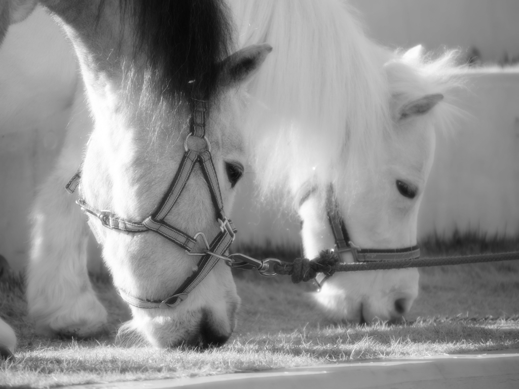 馬＿シルキーモノクロームフィルター