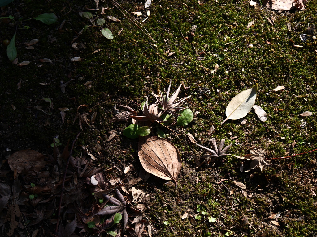 冬＿ローキーフィルター