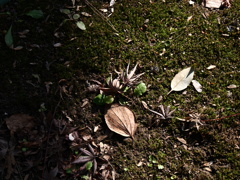 冬＿ローキーフィルター