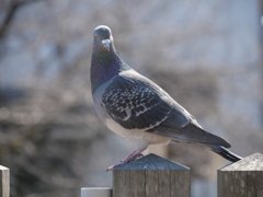 THEハト＿カワラバト