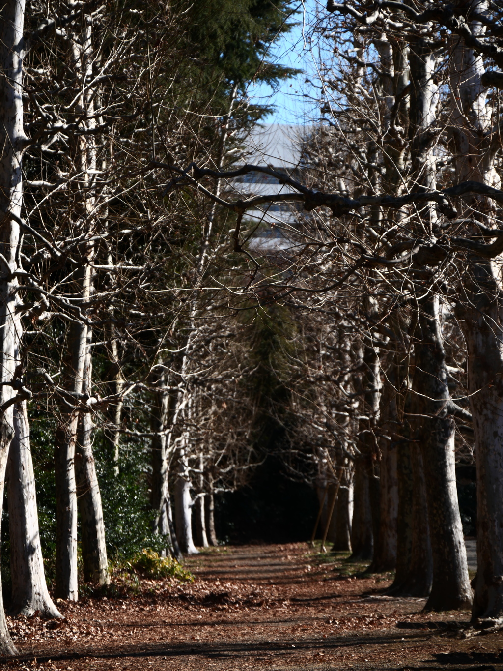 冬の散歩道＿新宿御苑＿ローキーフィルター