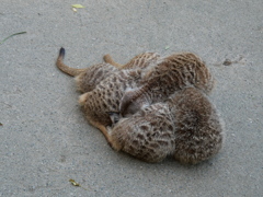 押しくらまんじゅう＿ミーアキャット