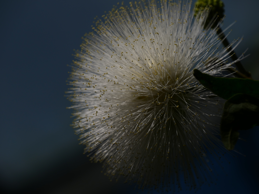 カリアンドラアルビフロラ_ローキーフィルター