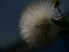 カリアンドラアルビフロラ_ローキーフィルター