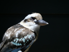 ワライカワセミ＿inカワスイ