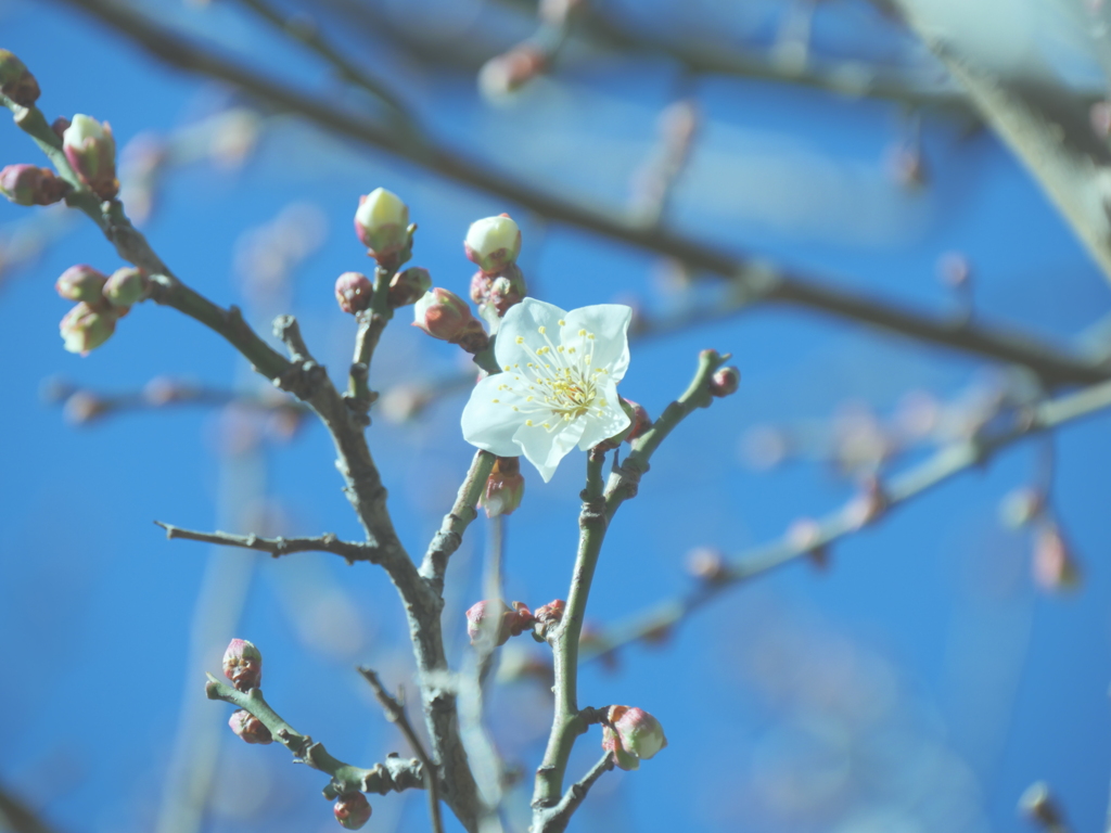 白梅＿ファンタジックフィルター