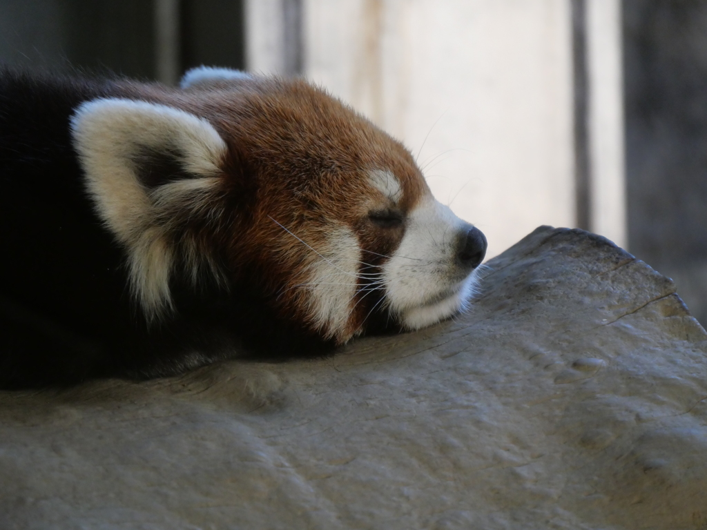 レッサーパンダ＿睡眠