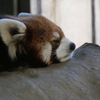 レッサーパンダ＿睡眠