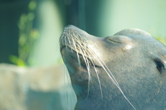 seal