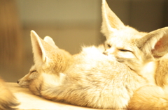 fennec