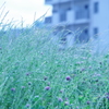 原っぱ