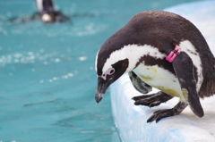 penguin