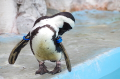penguin