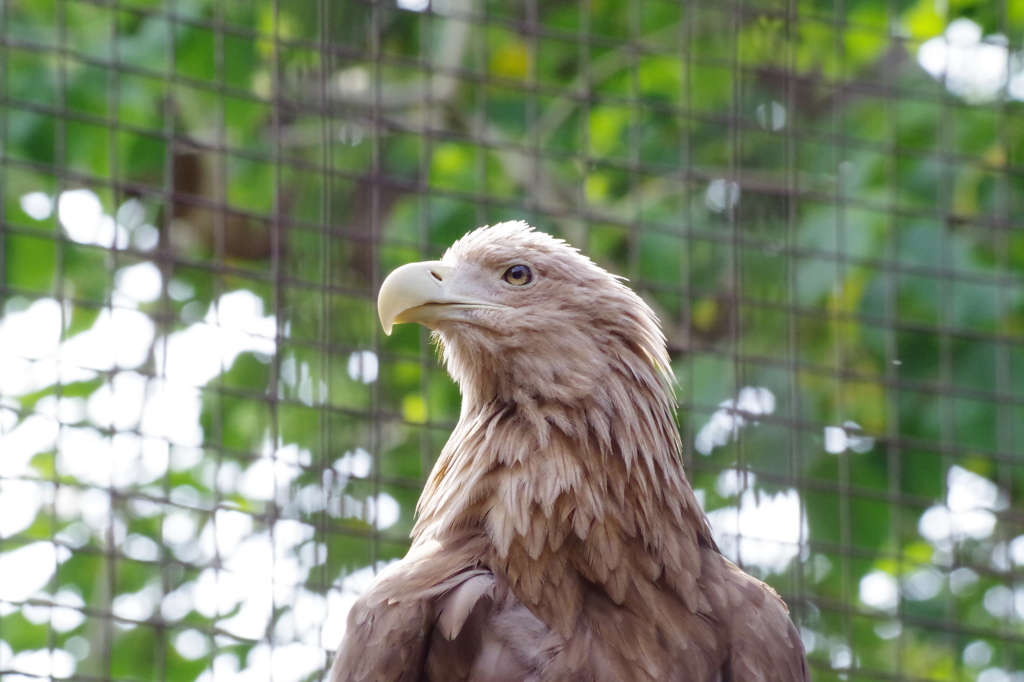 condor