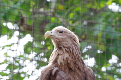 condor