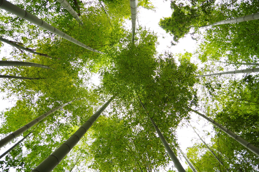 bamboo