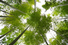 bamboo