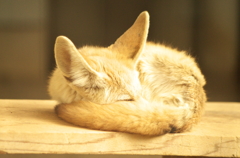 fennec