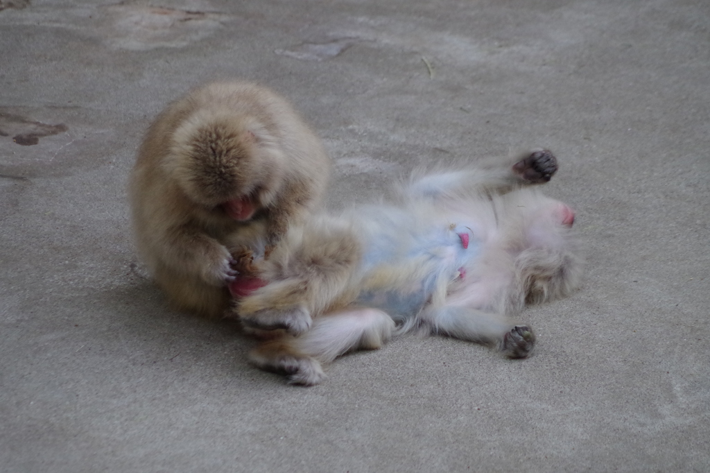 monkey