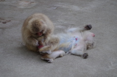 monkey