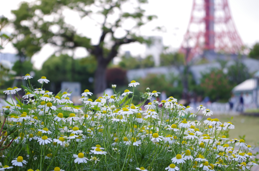 white flower