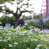 white flower