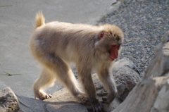 monkey 